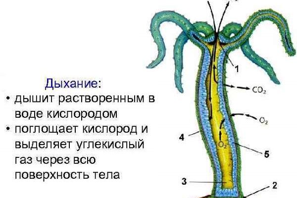 Кракен тор